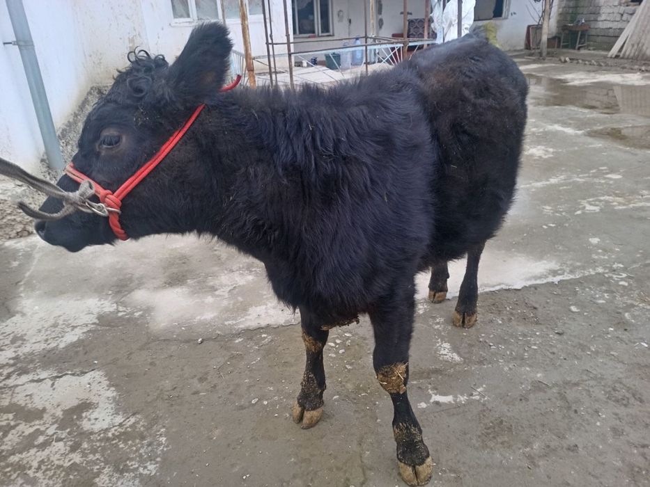 Продается Ангус телка