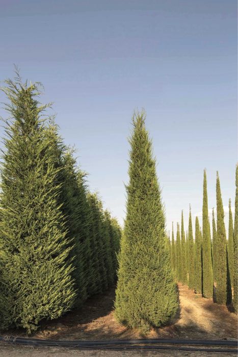 Cupressocyparis Leylandii Pyramidalis