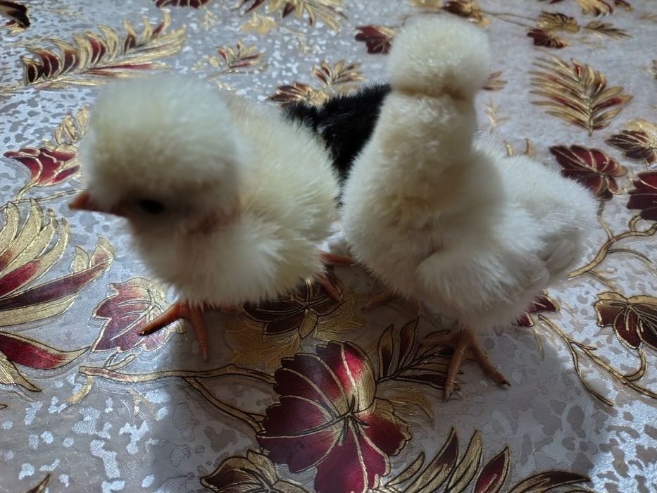 Pui de găină țărănești moțați gât golaș bărboși și încălțați