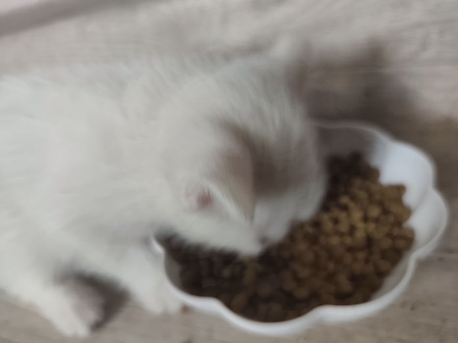 Котята, 2 месяца