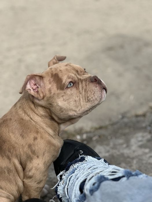 Pui femela American Bully Pocket