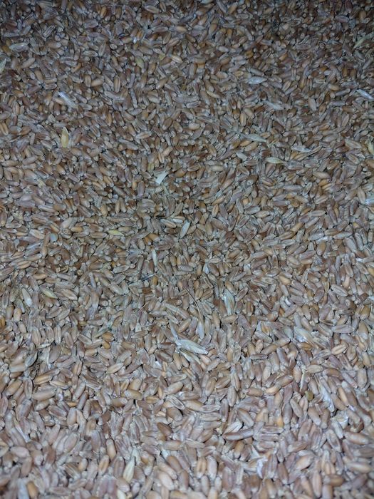 Vând grâu 1.20lei /kg