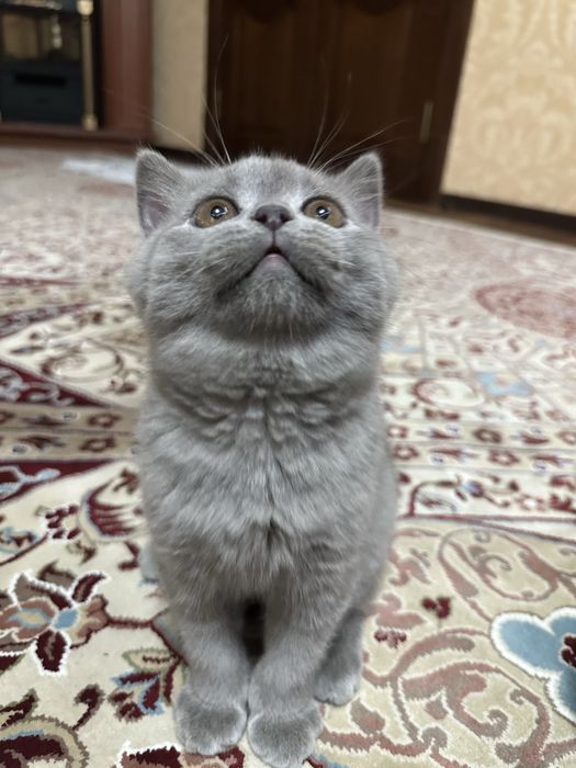 Porno Vika seriyali onalar