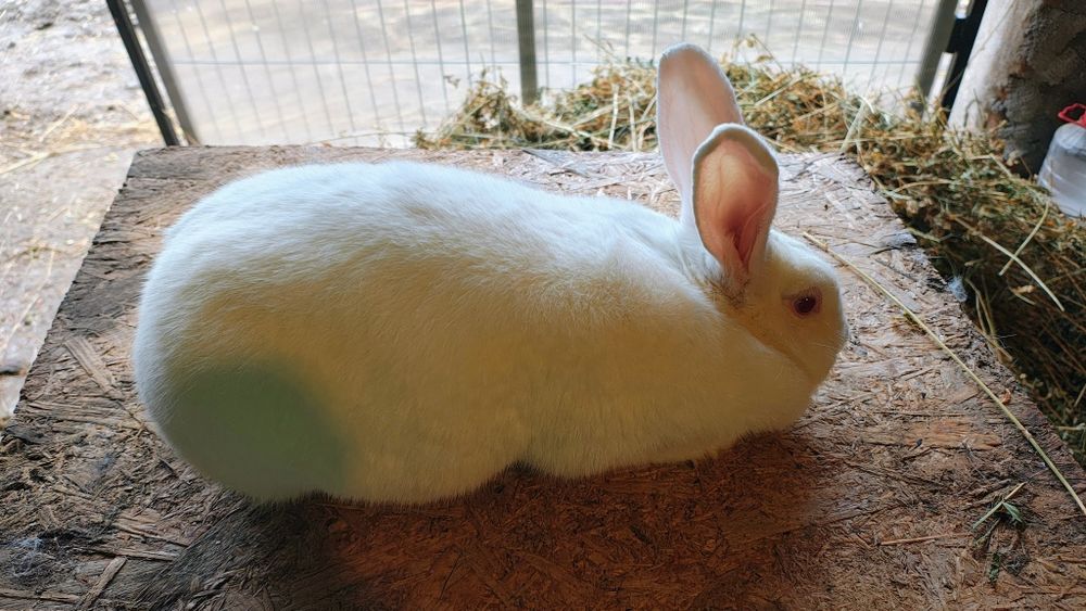 Iepuri Panon - Femele adulte