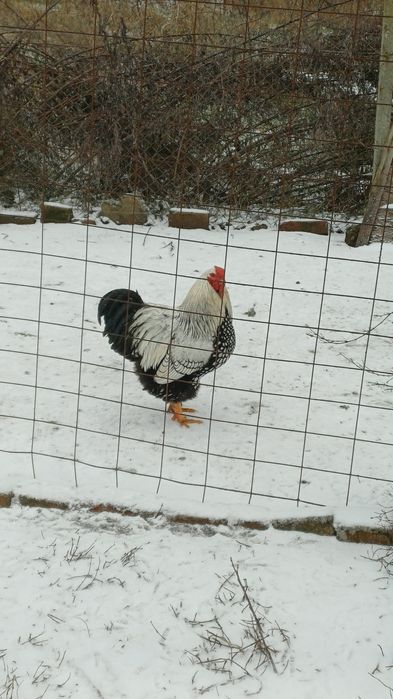 Cocos Wyandotte 2024