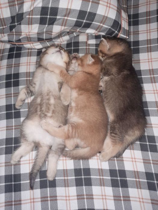Золотая Шиншила Скотиш Фолд