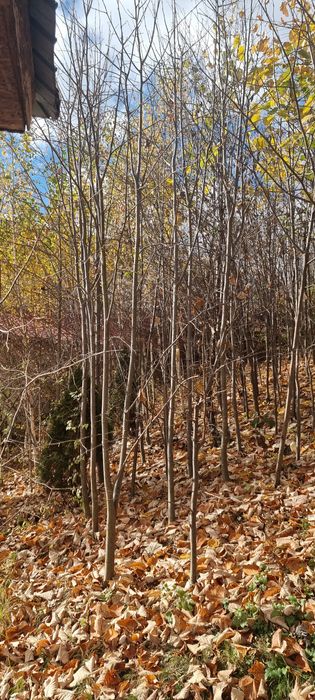 copaci ornamentali, tei argintiu, mesteacăn alb, platan englezesc