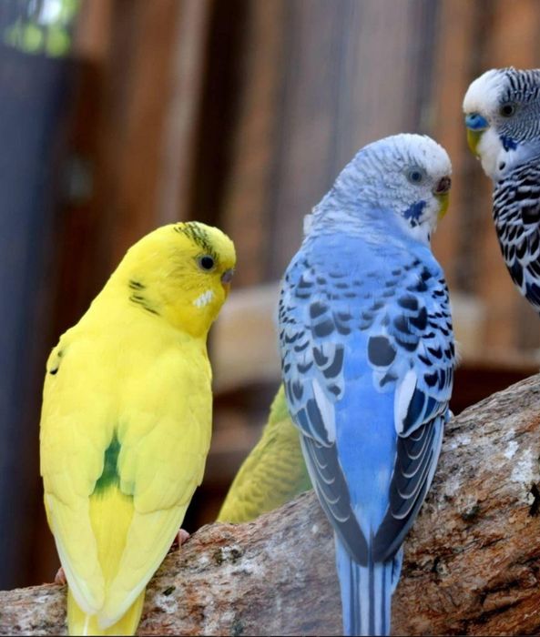 Попугайчики волнистые