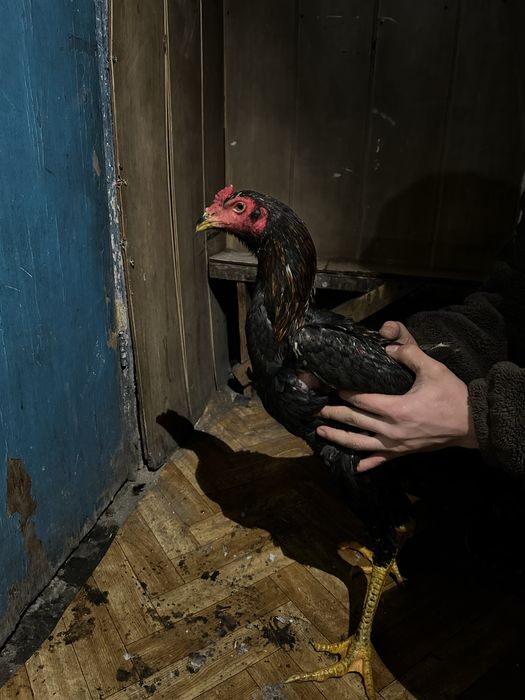 Продам 9 Даканов  2 Пацана 7 девочек