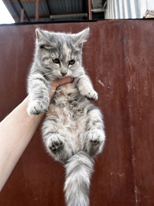 Добрые руки для котенка девочка