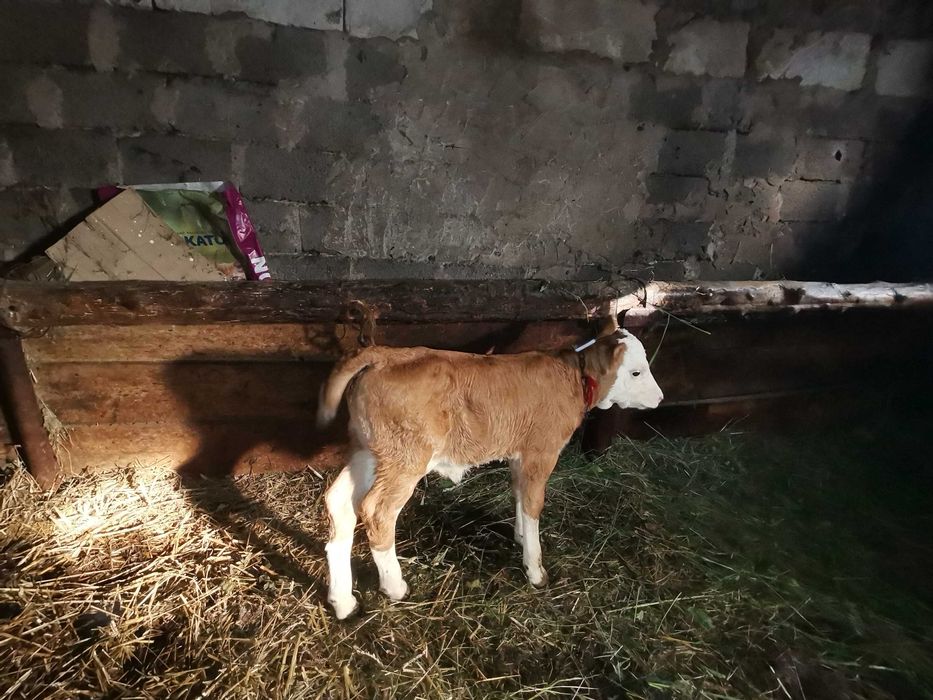 Vacă cu vițele de vânzare
