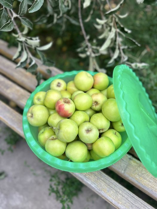 Яблоки свежие с дерева Шымкент
