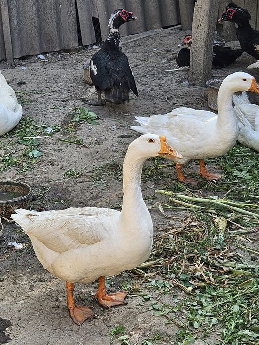 Vând rate lesesti și gaste