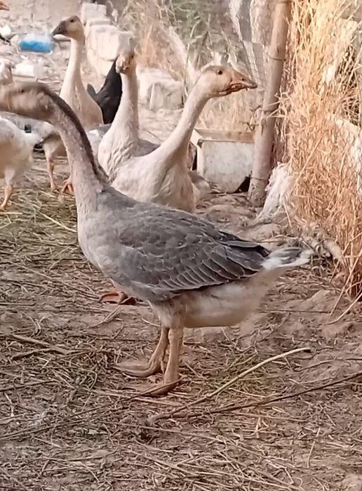 Gʻozlar.  Sotiladi Xamasi sogʻlom
