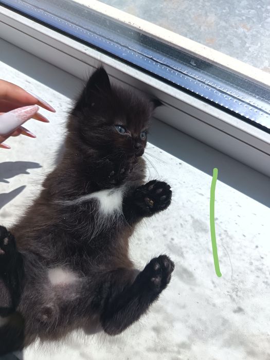Котята красивенькие
