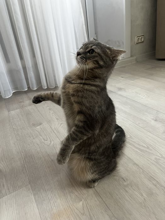 Отдам в хорошие руки