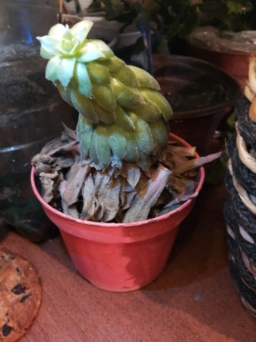 Цветок Кактус-сакулент