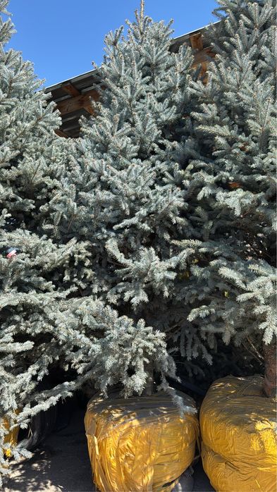 Голубая ель 4-5 метров