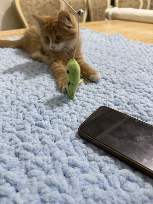 Отдаем котенка хорошие  руки