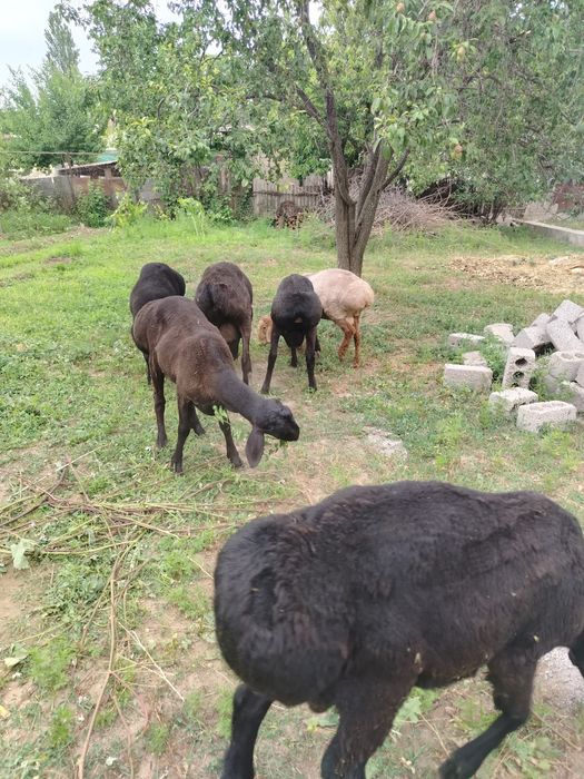 Кочкорлар сотилади. Курбон Хайитга.