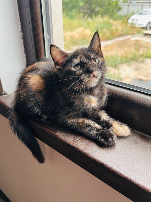 Кошечка ищет дом