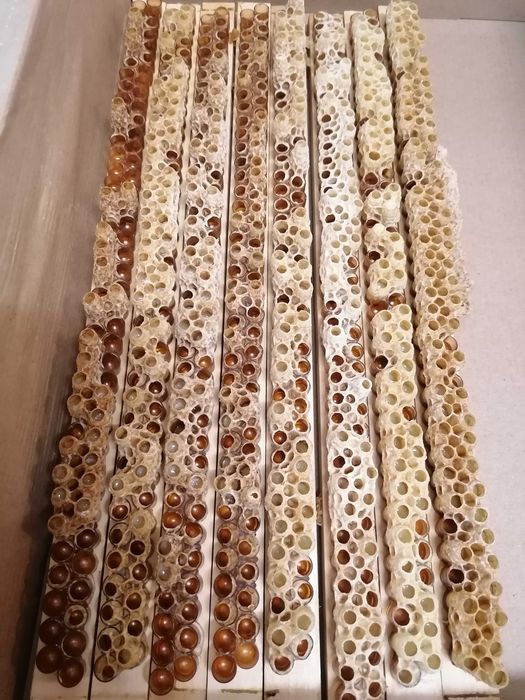 Laptisor de matca romanesc