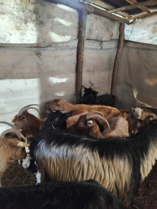 Vând capre bune de lapte cu iezi după ele