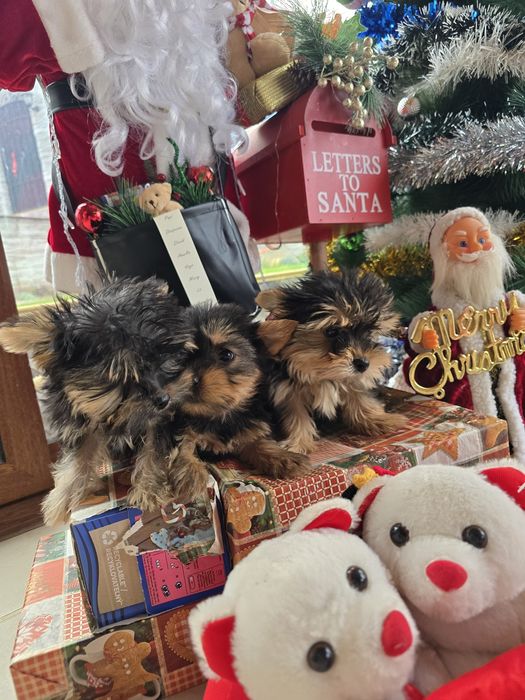 Мини йоркширски териер