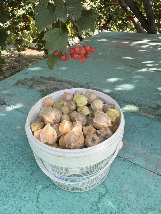 Продам физалис крупный и мелкий