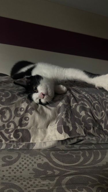 Pet Sitter – bonă pentru pisici sau caini [Arad)