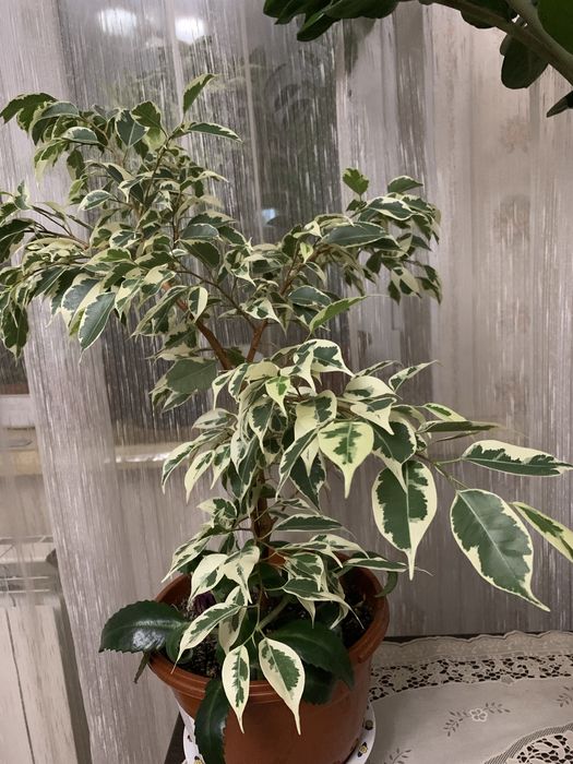 Продаю комнатные цветы