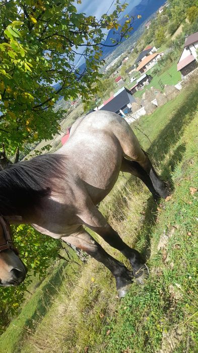 Cal castrat de vânzarepentru detalii  0753689271