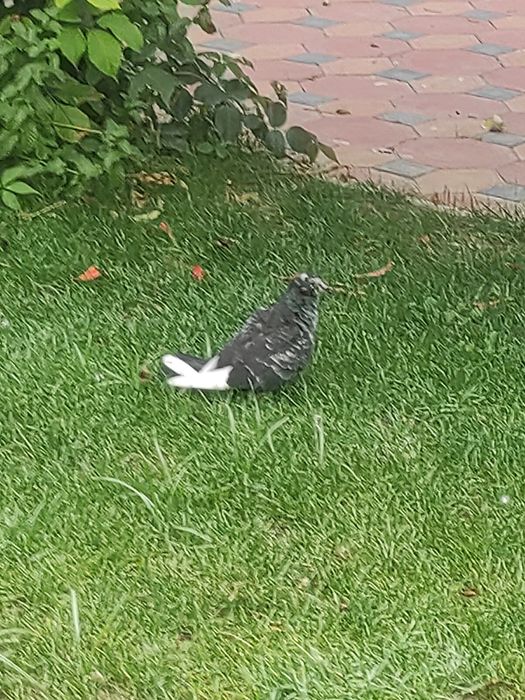 Голуби черного цвета