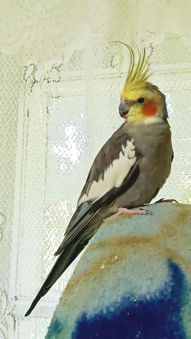 Корелл самец 5лет