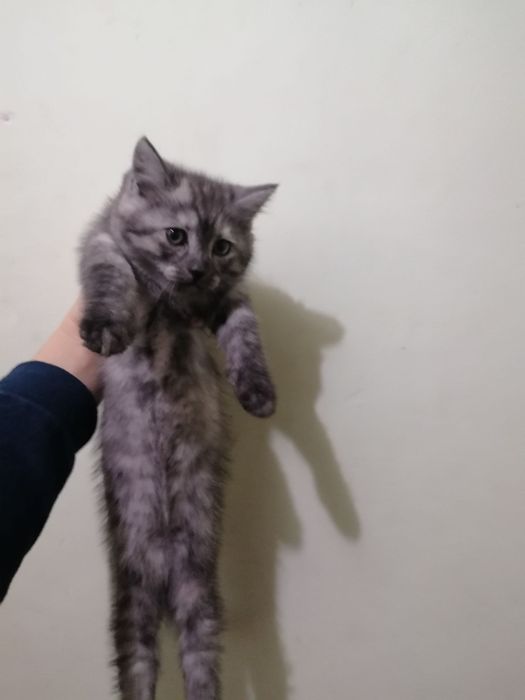 Продается котята