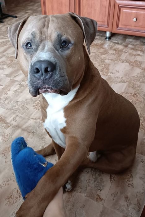 Кобель для случки