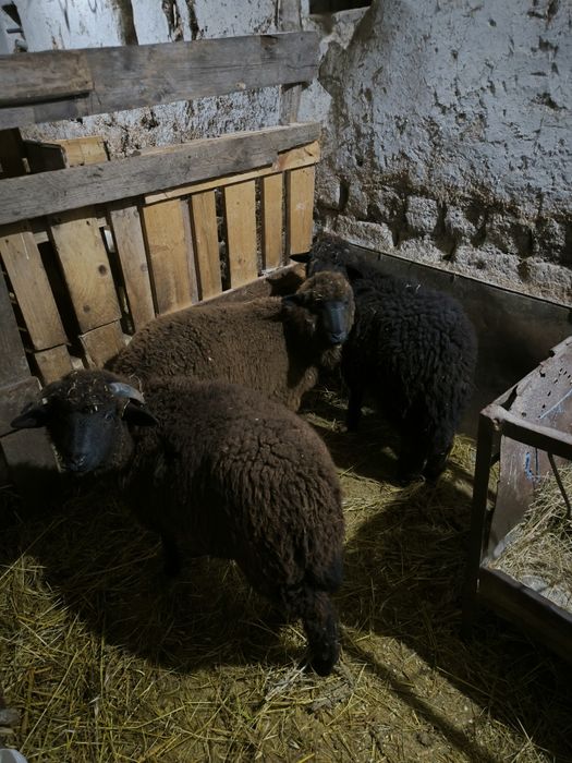 Агнета 2 мъжки 1 женско