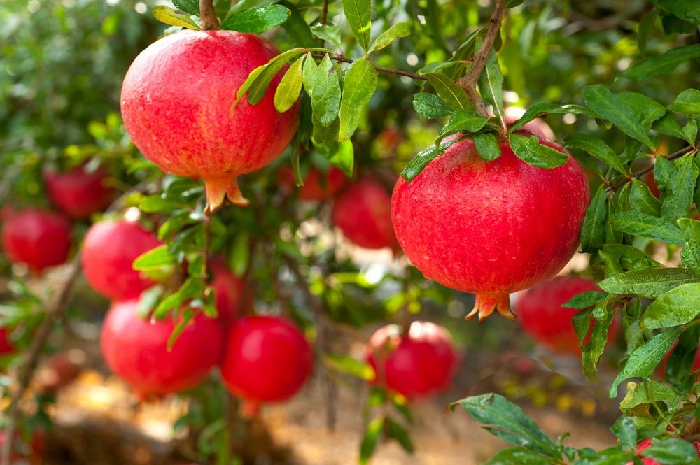 Pomi fructiferi exotici Rodiu melo