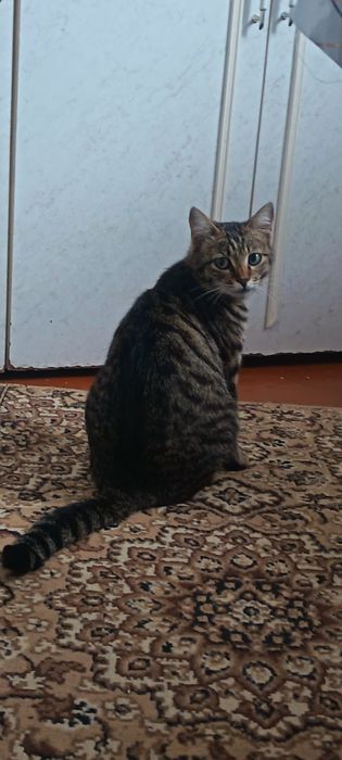 Отдам кошечку в хорошие руки