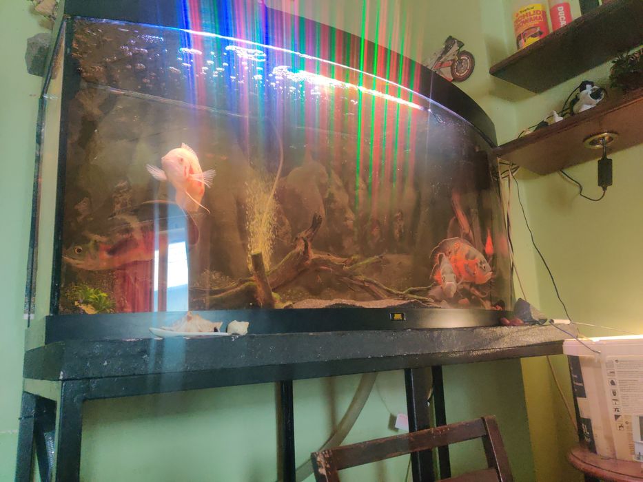 Vând acvariu de 360 litri, cu față sticlă curbă, complet echipat