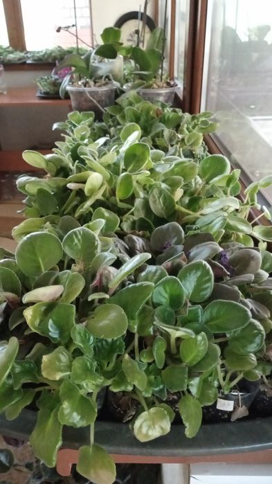 Распродажа деток сортовых фиалок