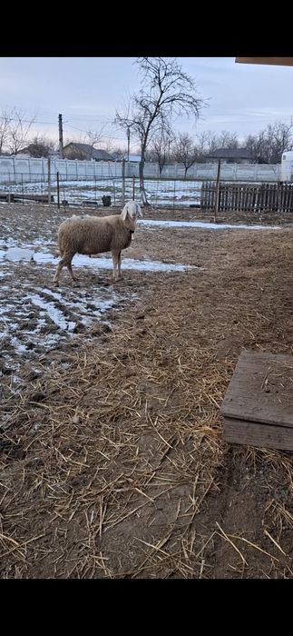 Vand berbec bergamasca și oaie metis suffolk