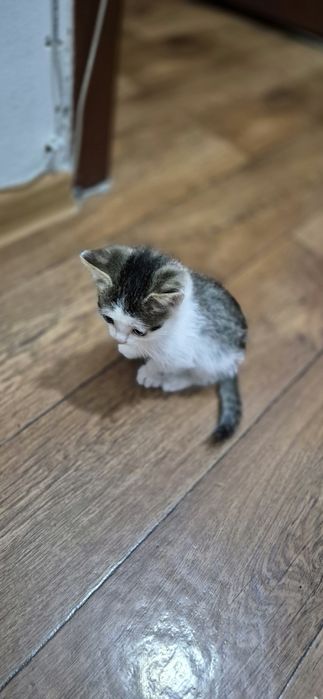 Котенки бесплатно