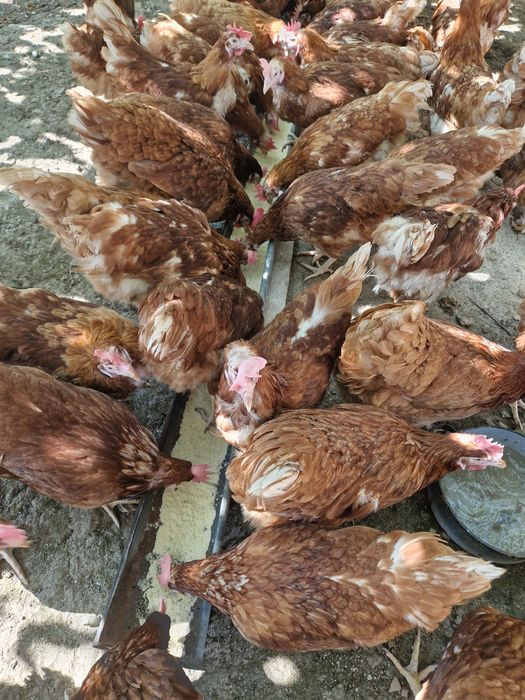 Vand gaini Issa Brown de oua