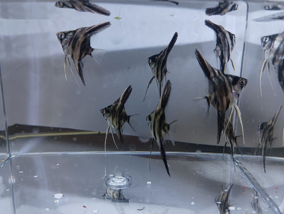 Аквариумные рыбки скалярии