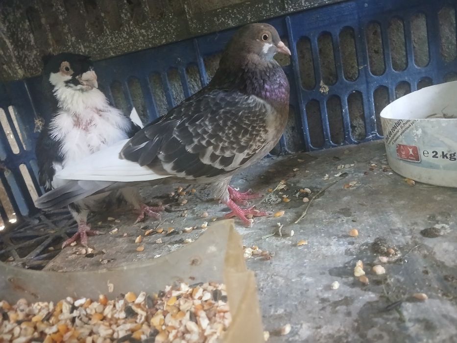 Vánd porumbei  voiajori  puii  urgent