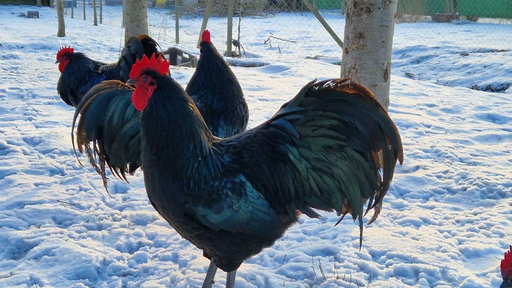 Cocoș Australorp negru,rasa pură