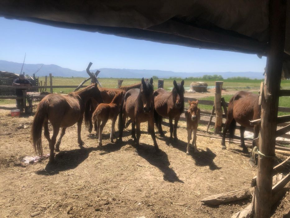 Кобили с кончета