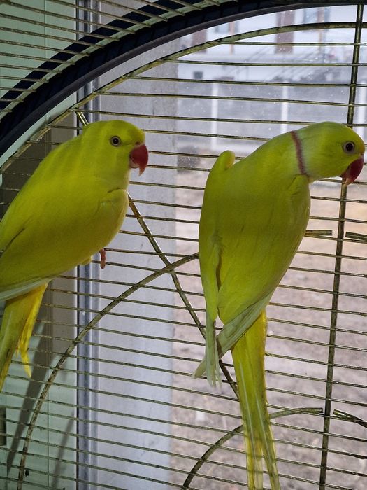 Papagali micul Alexandru