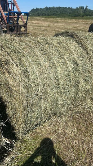 Продам рулоны сено